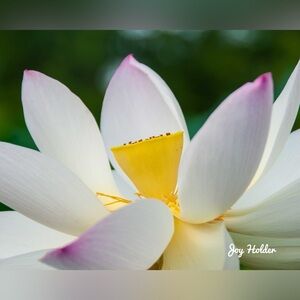White Lotus Flower Photo Print with Pink Tips 8x10